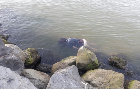 Aparece cuerpo de una mujer flotando en el río Coatzacoalcos