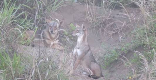 Ambientalistas denuncian devastación de dunas en Coatzacoalcos