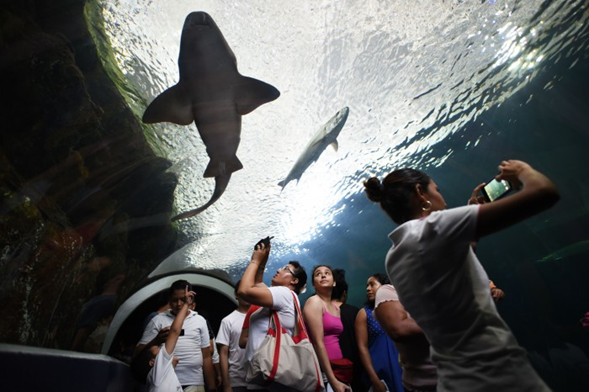Acuario de Veracruz registra importante afluencia de turistas