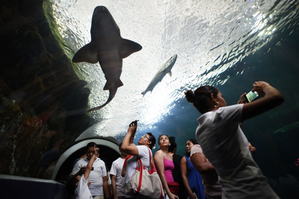 Acuario de Veracruz espera más de 100 mil visitantes durante Semana Santa