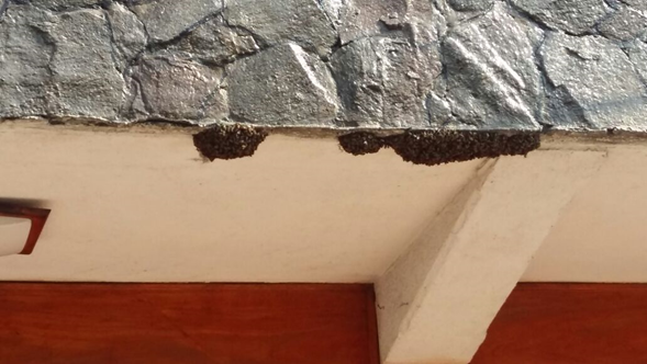 Exhortan a población vigilar creación de enjambres de abejas africanas