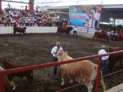 Exhibirán más de 800 cabezas de ganado en la Expo Feria Regional Ganadera en Boca del Río