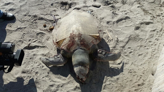 Localizan muertas a dos tortugas en playas de Veracruz y Boca del Río