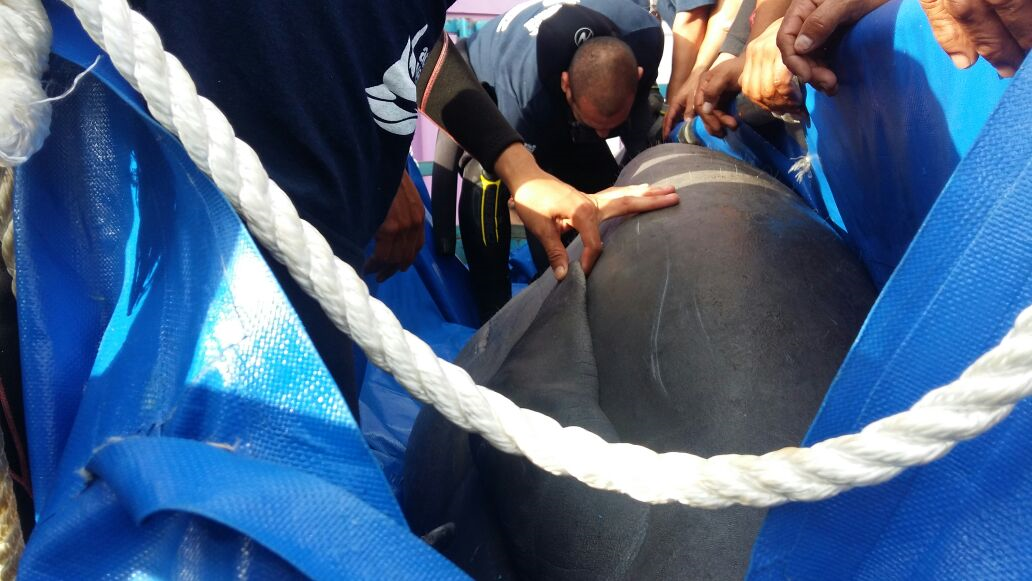 El manatí capturado en Veracruz volvió a su hábitat
