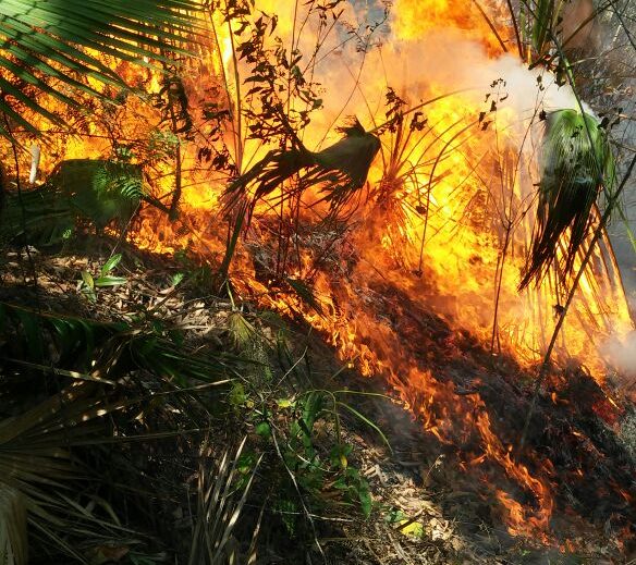 Incendio consume 150 hectáreas, entre Jalcomulco y Coatepec y cinco en Chavarrillo