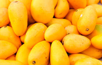 México es el quinto productor de mango a nivel mundial