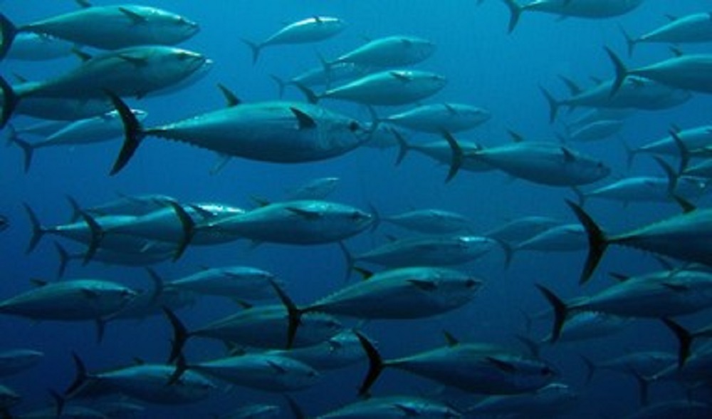 La OMC reconoce que EUA afectó a los productos mexicanos de atún, por un etiquetado “Dolphin-Safe”
