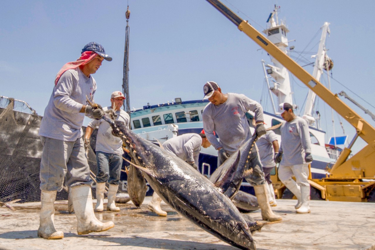 Fallo de la OMC a favor de México en el caso del atún refrenda compromiso con la sustentabilidad: Sagarpa