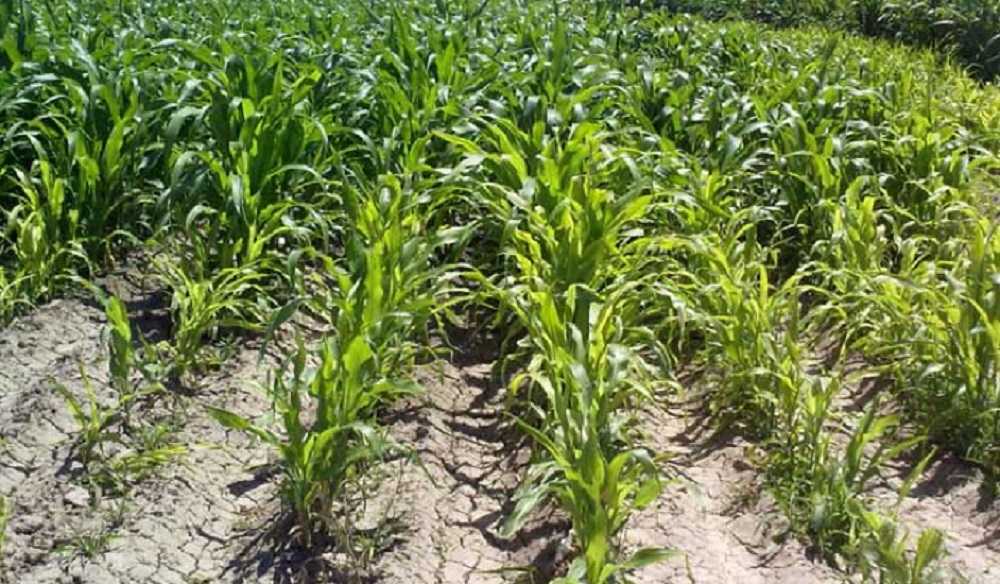 Disminuye 40 por ciento la producción de maíz y frijol en Veracruz