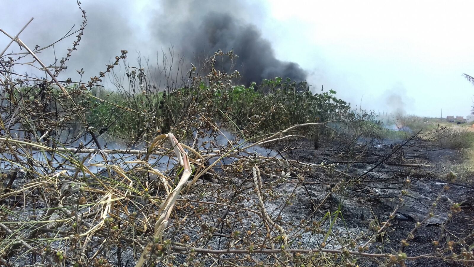 Suman 102 incendios forestales en lo que va del año; 15 en los últimos cuatro días