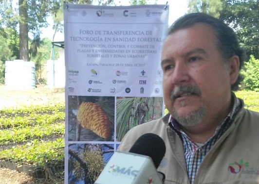 Del 2007 al 2016, Conafor ha invertido 10 mdp para controlar plagas en Veracruz