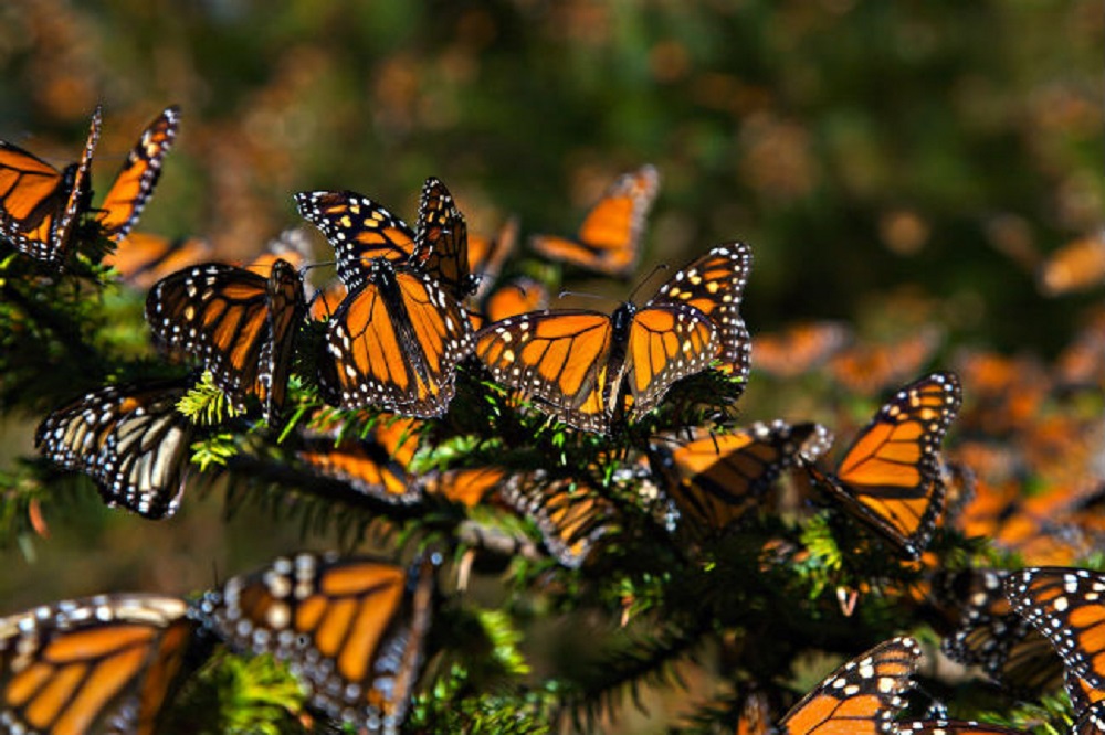 Conanp y Guardia Nacional reforestan la Reserva de la Biosfera Mariposa Monarca