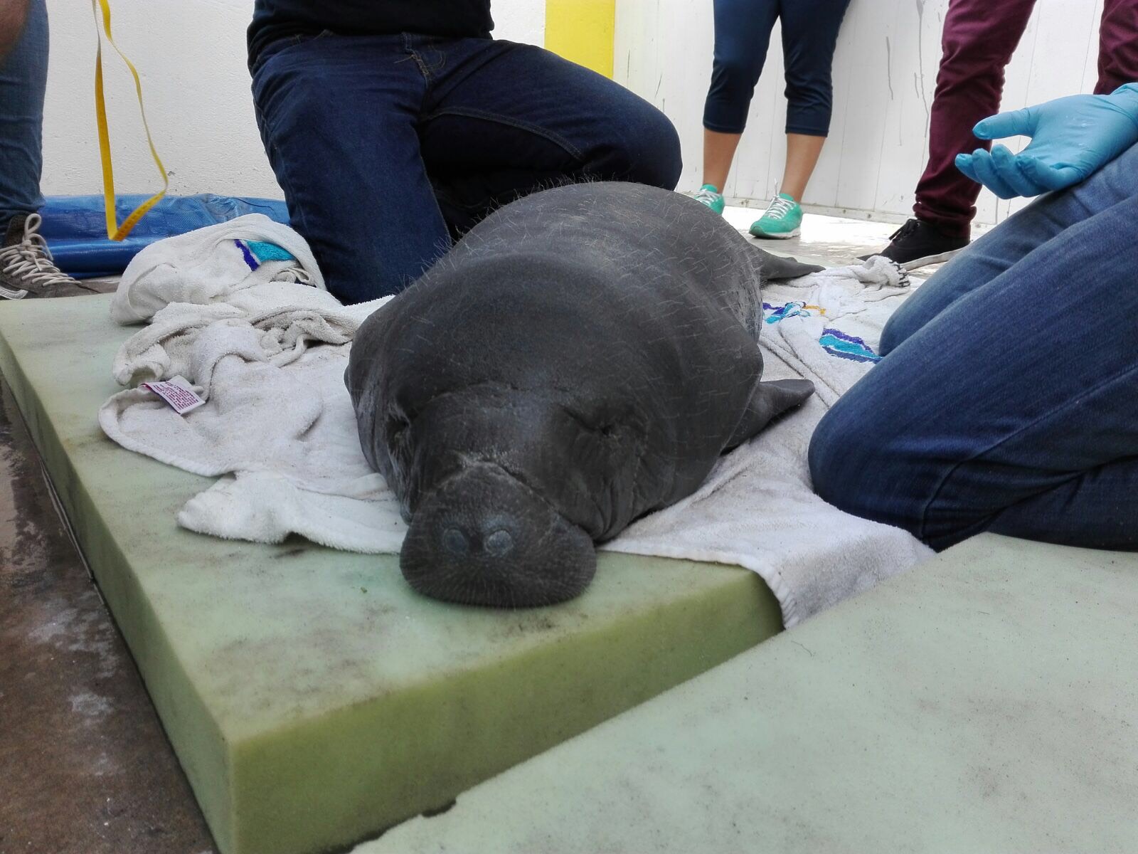 Rescatan a cría de manatí en Alvarado