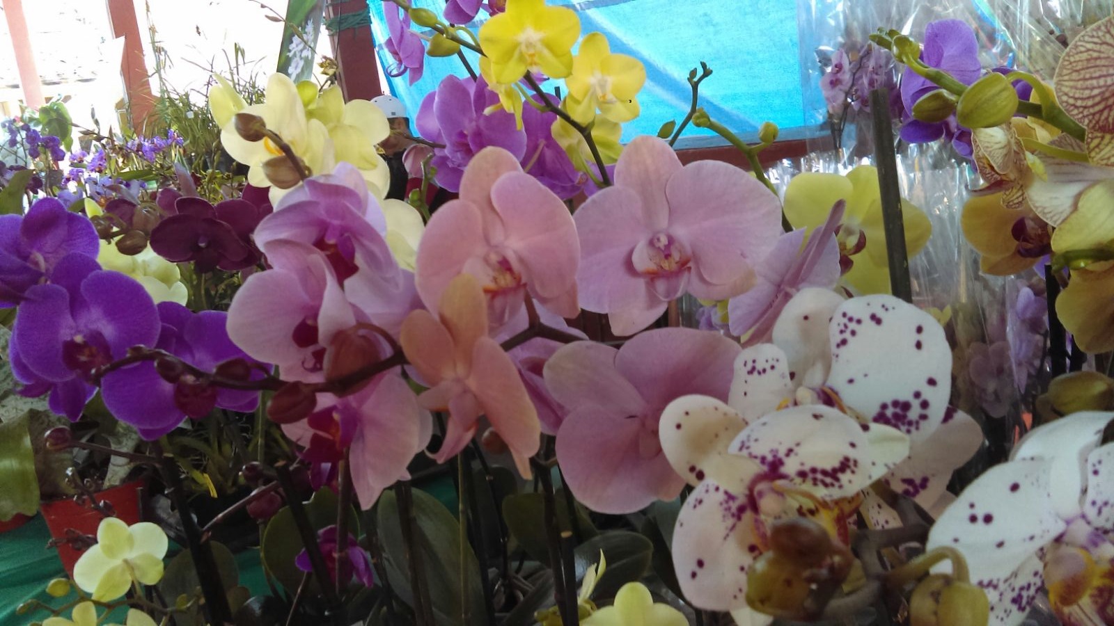 Festival Internacional de la Orquídea en Coatepec cumple 15 años