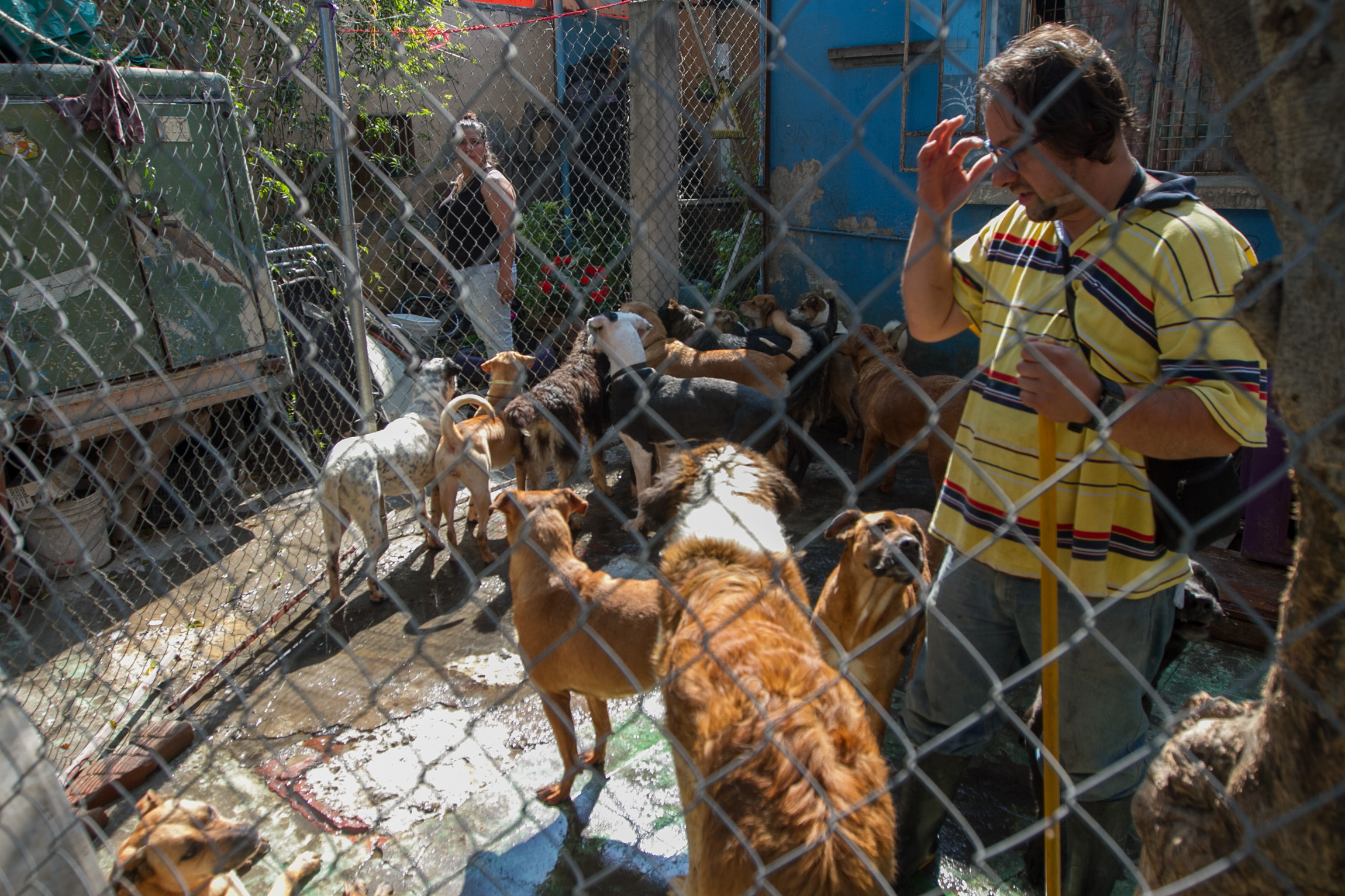 Controlar población de perros y gatos callejeros propone diputada panista