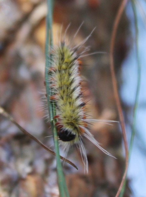 Foro de Sanidad Forestal se realizará en el estado por primera vez