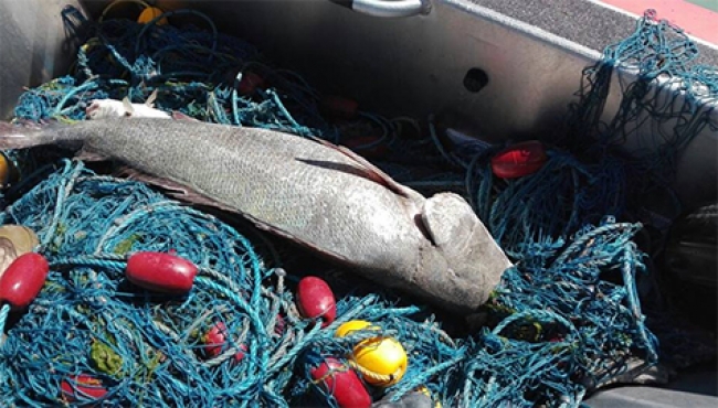 Aseguran red con ejemplares de totoaba muertos en Baja California 