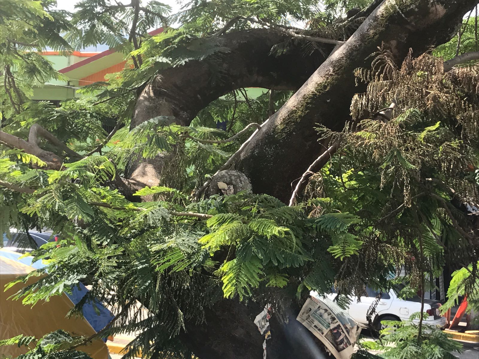 Recomiendan pedir apoyo a PC cuando encuentren enjambres de abejas