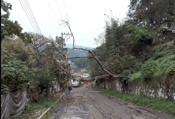 Cinco casas inundadas y árboles caídos por aguacero en Xalapa