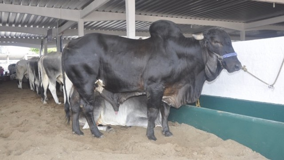 Se pone en riesgo exhibición ganadera de la Expo Feria Coatza 2018