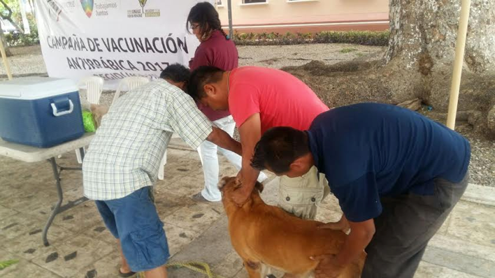 Realizan jornada de vacunación antirrábica en Veracruz