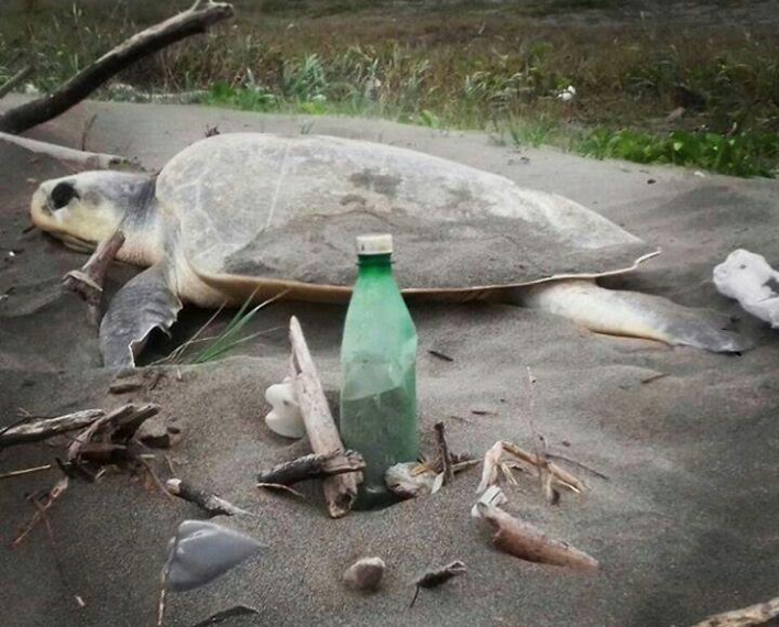 Piden no poner en riesgo el desove de las tortugas marinas