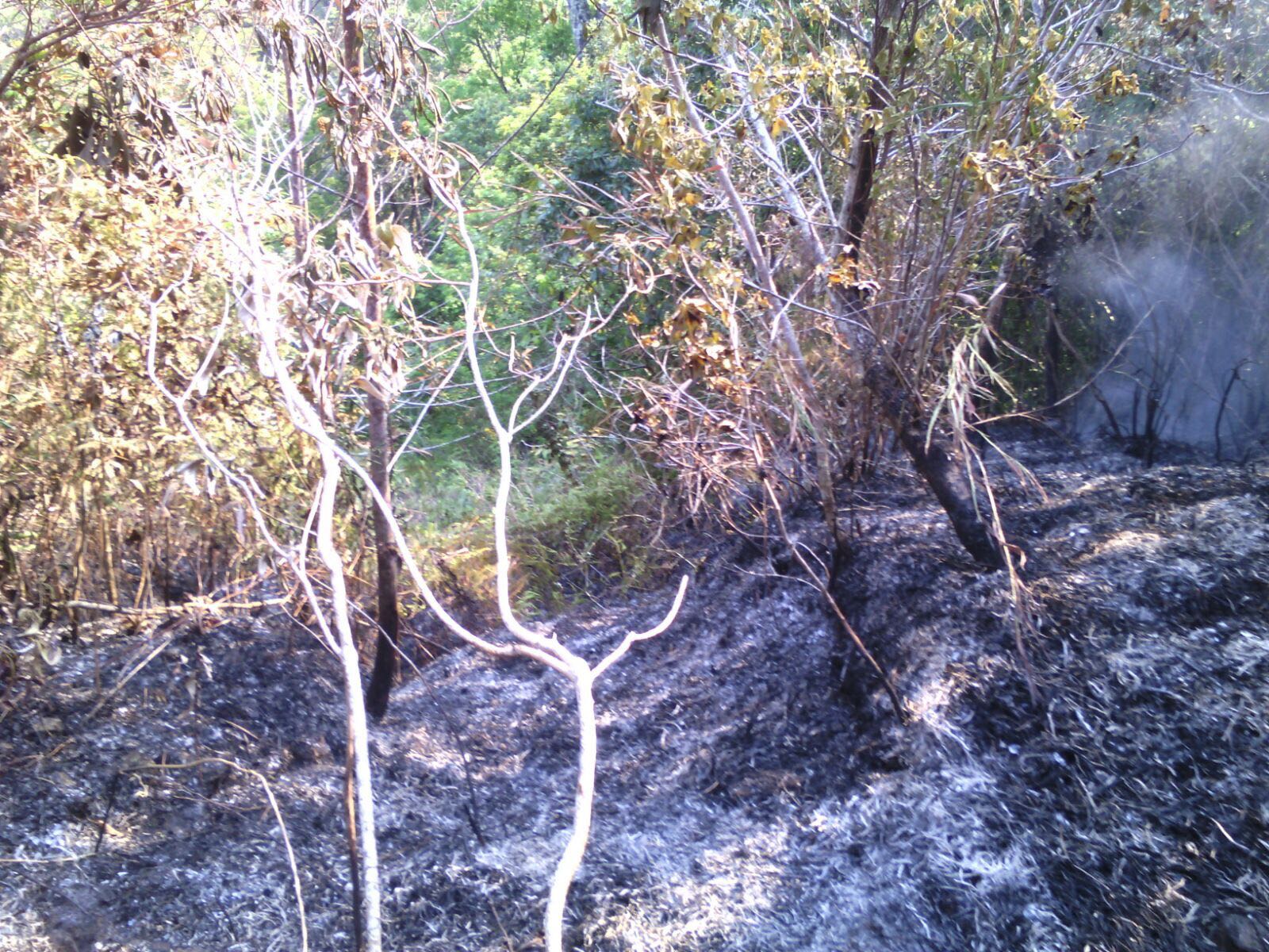 Incendio en el sur del estado consumió 100 hectáreas
