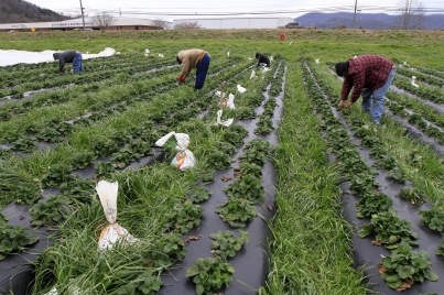 Gobiernos de México y Canadá reafirman compromiso de fortalecer el Programa de Trabajadores Agrícolas Temporales