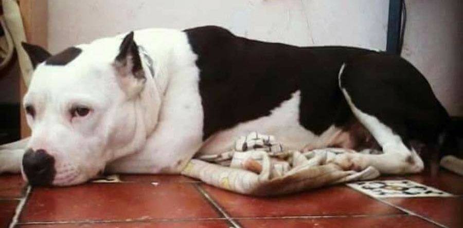 FGE vincula a proceso a dos personas por maltrato y crueldad animal; investigan muerte de Shelby