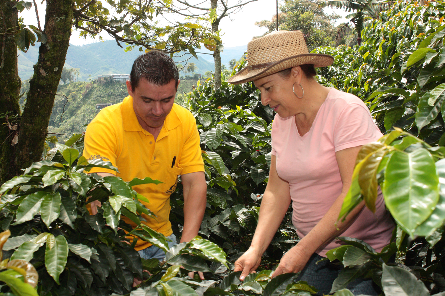 Cafeticultura de Veracruz ha sufrido caídas en producción y precio