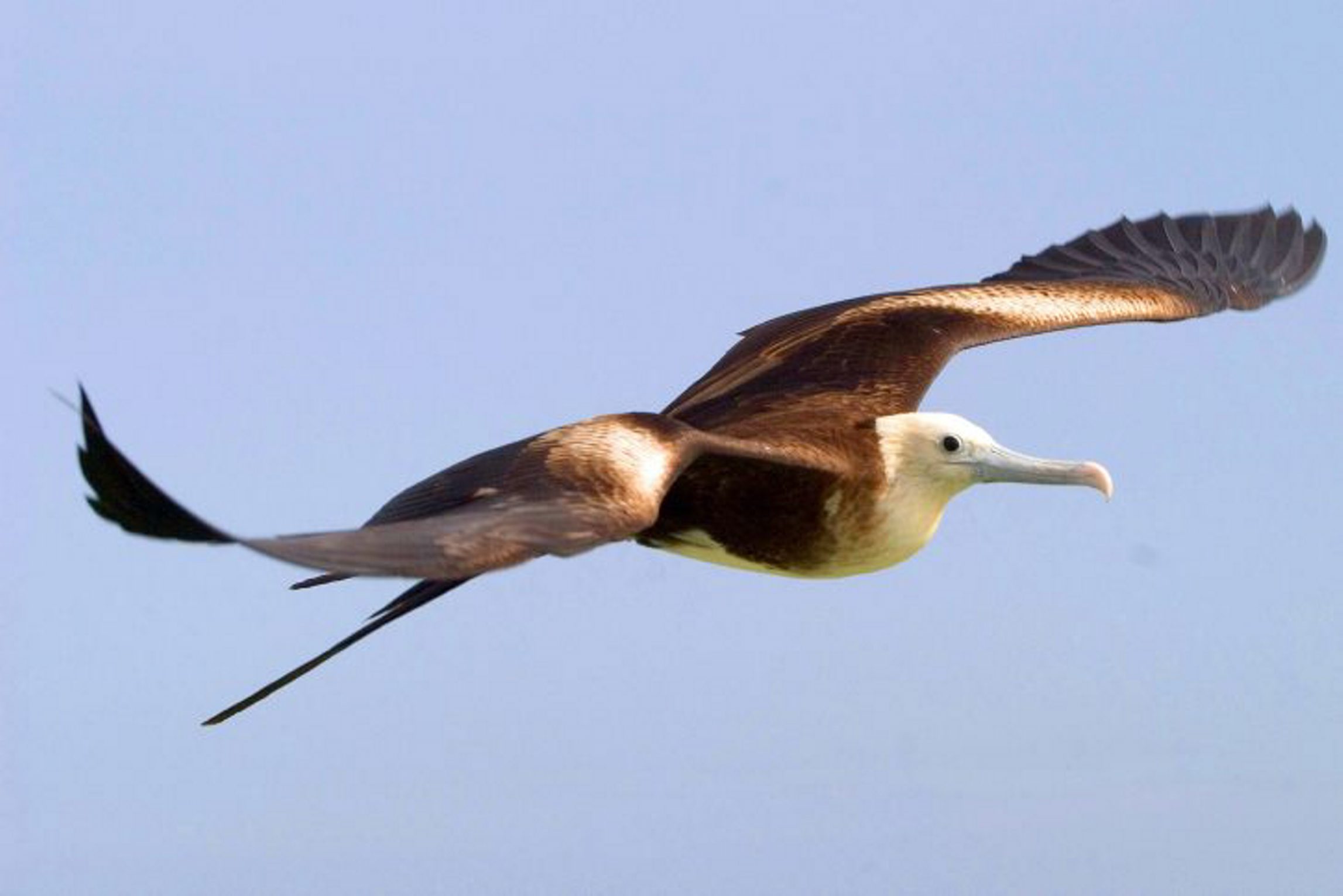 En Boca del Río realizarán observación de aves migratorias el próximo sábado