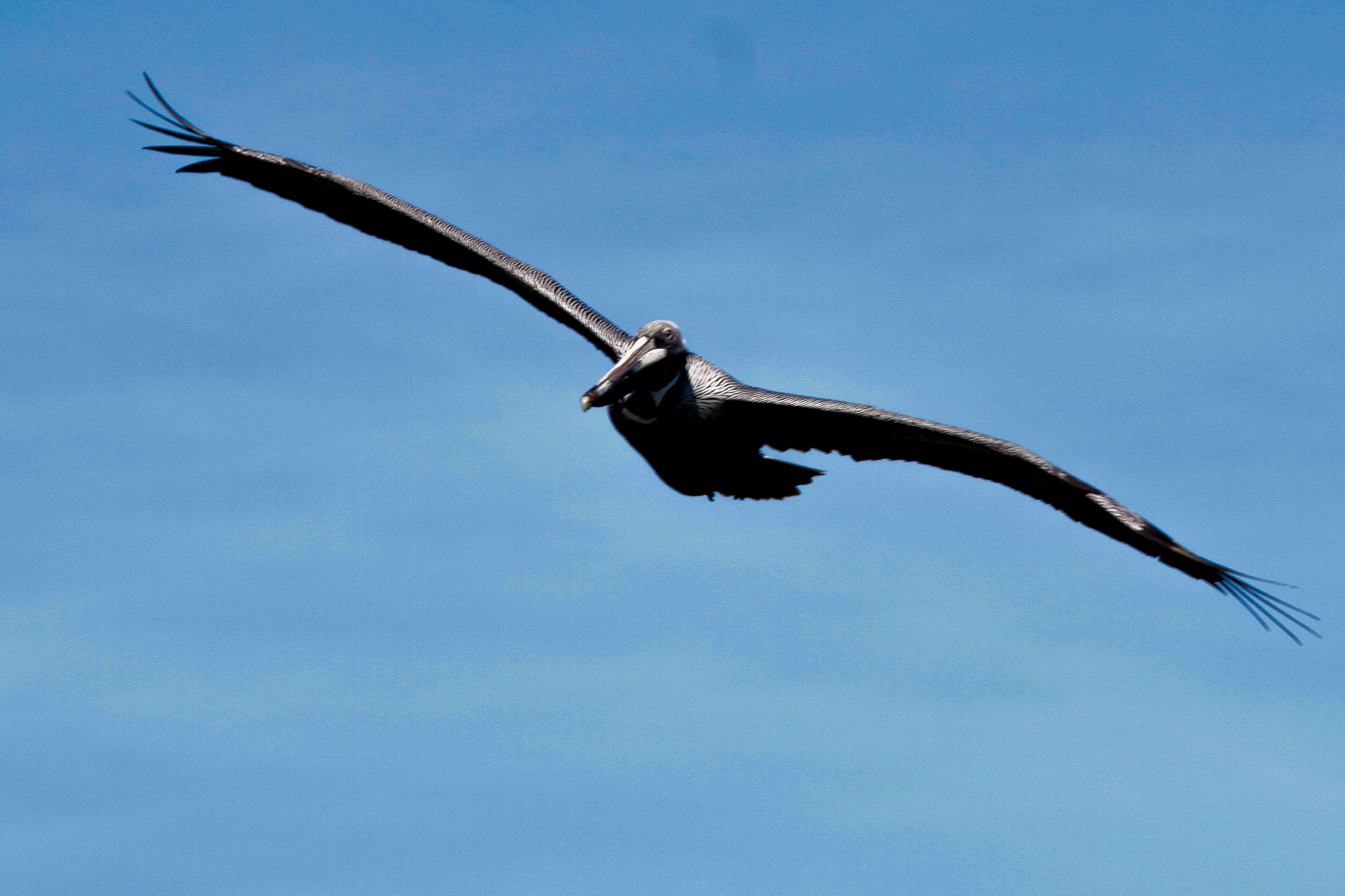 Invitan al Festival de Aves y Humedales de La Mancha