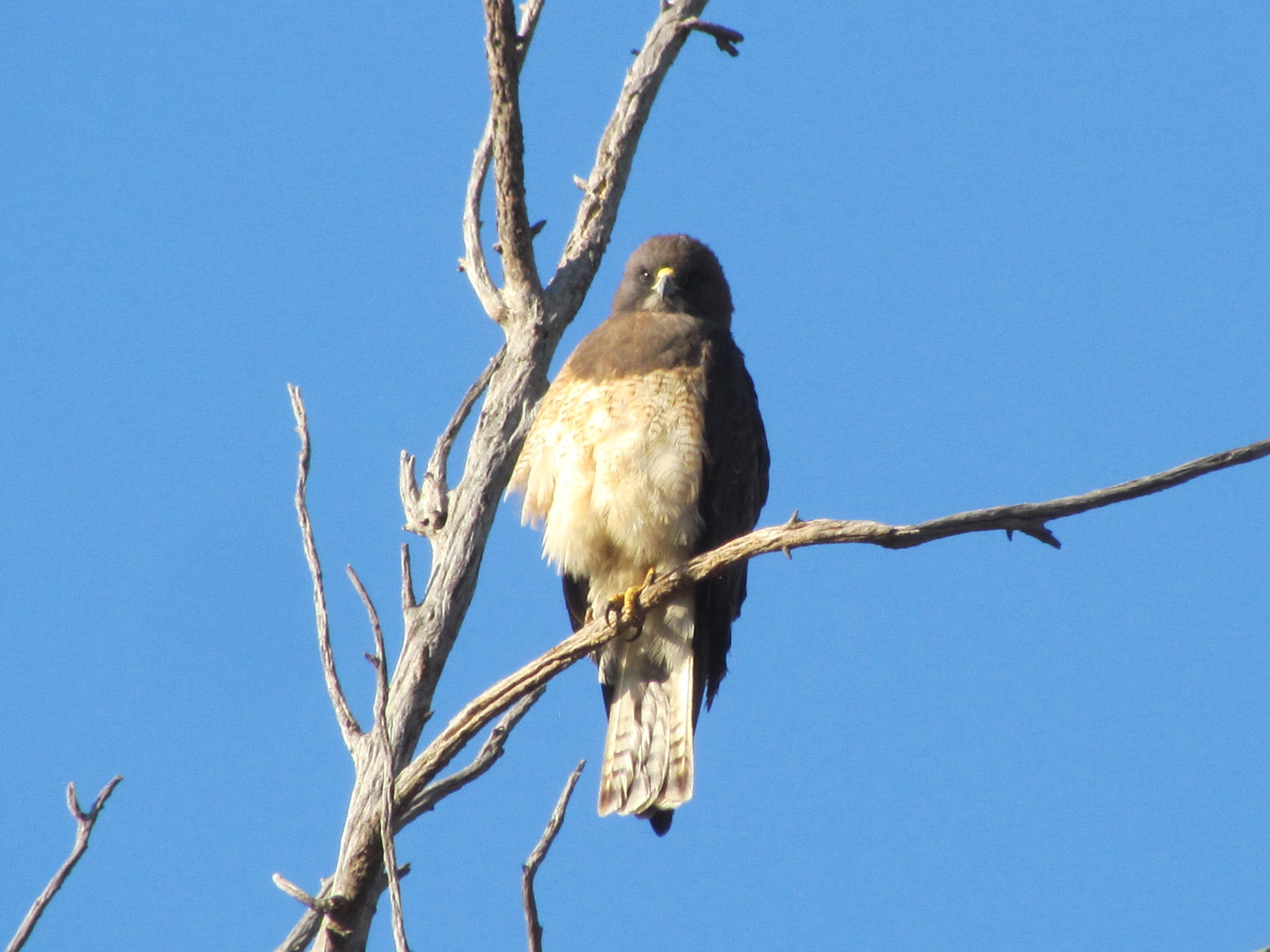 UMA de la UV organiza segundo taller de técnicas de identificación y observación de aves