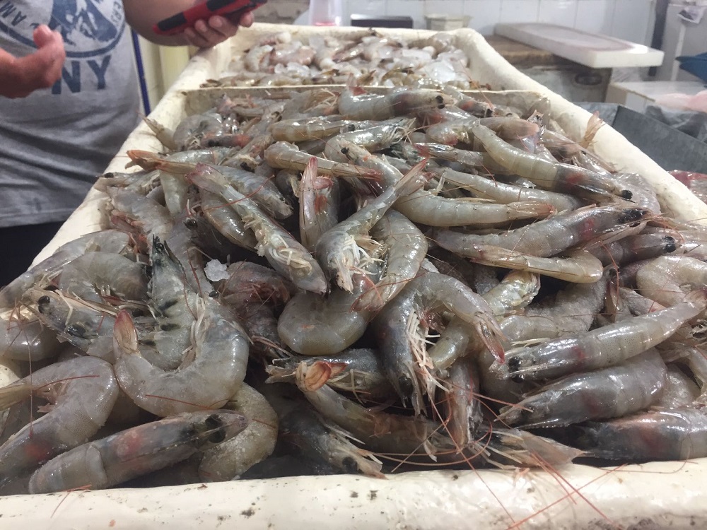 Amplían veda para el camarón en el Golfo de México y Mar Caribe