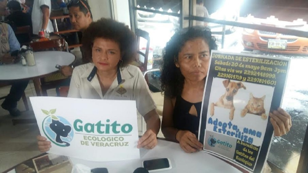 Ofrecen esterilizaciones de mascotas a bajo costo en Veracruz