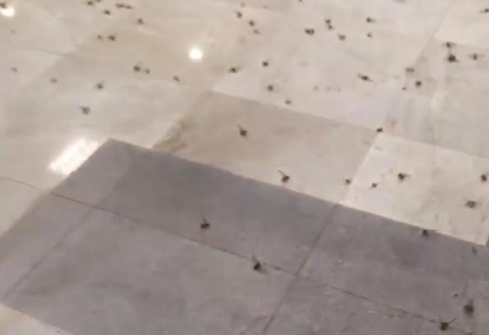 Chicatanas invaden el aeropuerto internacional de Veracruz