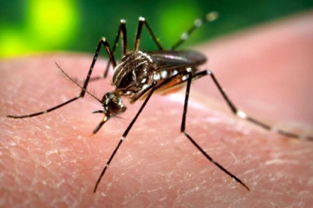 En Pánuco se han confirmado siete casos de dengue; aún faltan casos por analizar