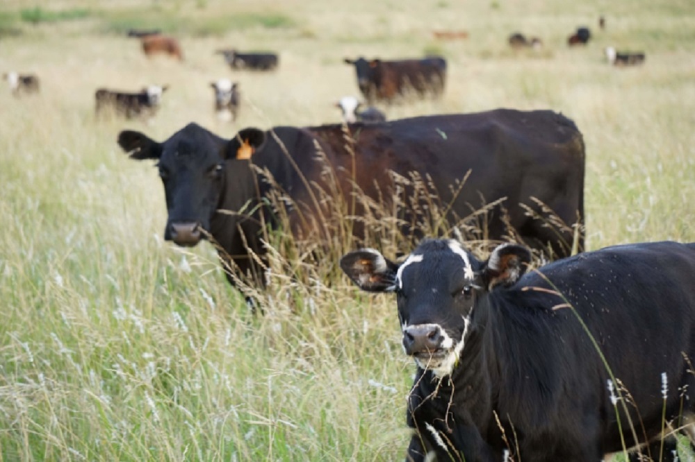 Altas temperaturas podrían ocasionar la caída de producción de carne y leche