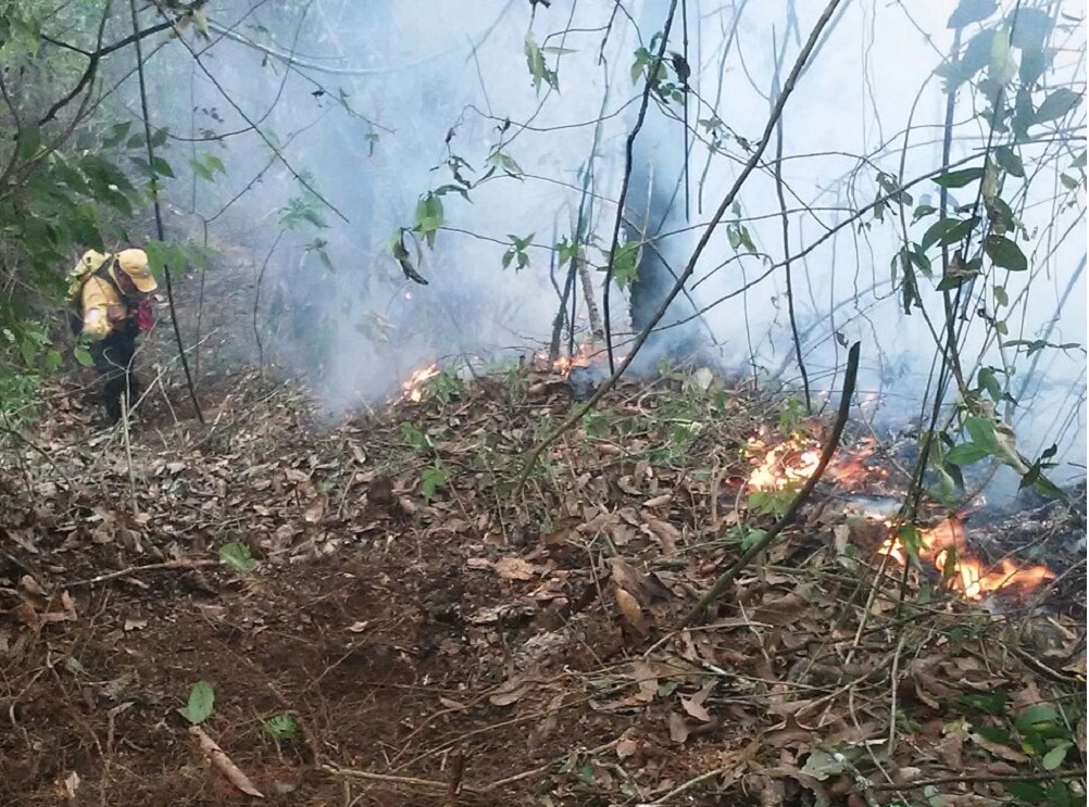 En 2017, incendios forestales han afectado más de 2 mil hectáreas en el estado