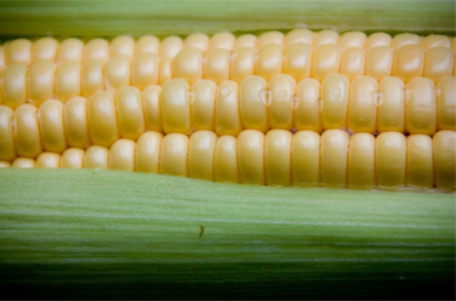 Empresas mexicanas negocian compra “importante” de granos en Brasil