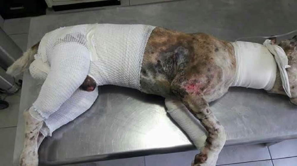 Piden ayuda para salvar a Oso, un perro quemado en la colonia Villa Rica
