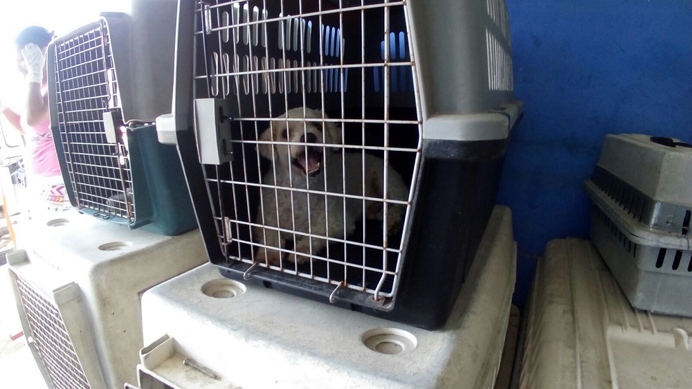 En Coatzacoalcos altas temperaturas afectan a perros y gatos