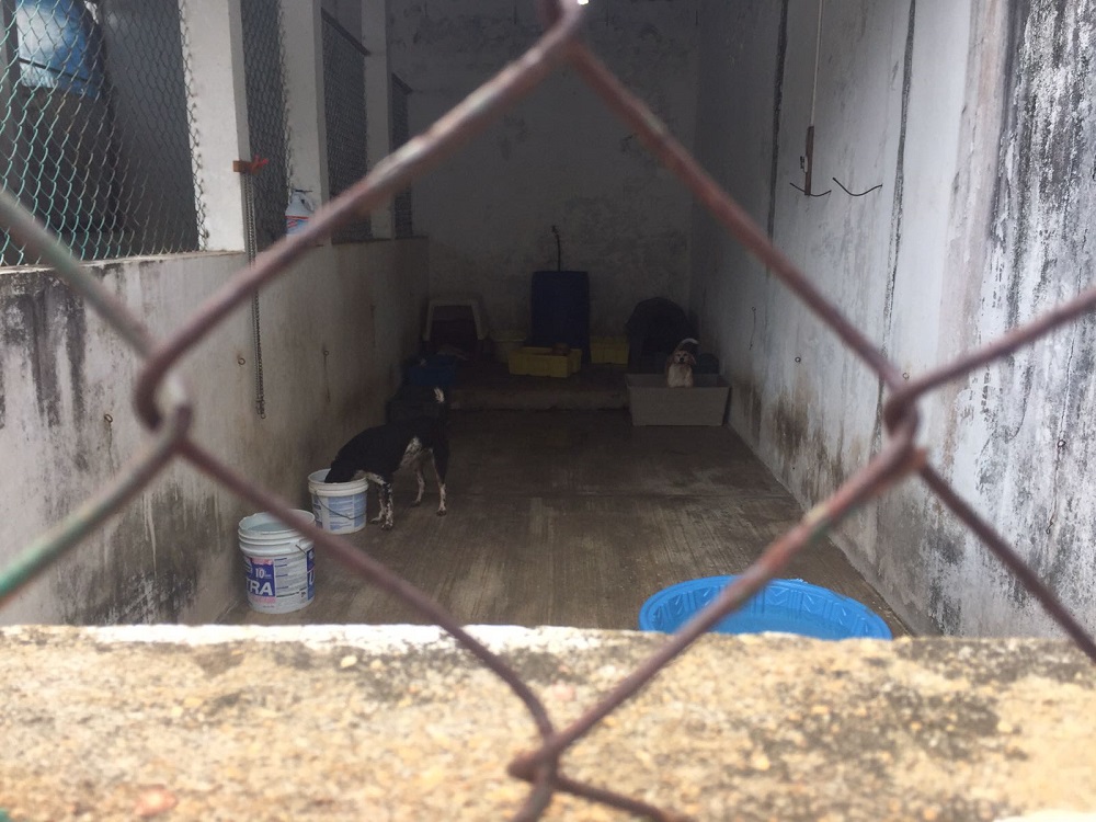 Se sancionará a dueños que no hidraten a sus perros por altas temperaturas