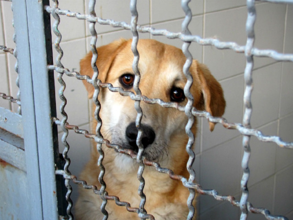 Mascotas para adopción en el Centro de Control y Salud Animal de Xalapa