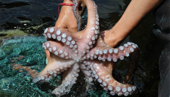 Científicos buscan la preservación del pulpo en el Golfo de México