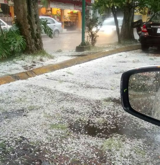 En Xalapa, sólo un árbol caído como consecuencia de tormenta y granizada