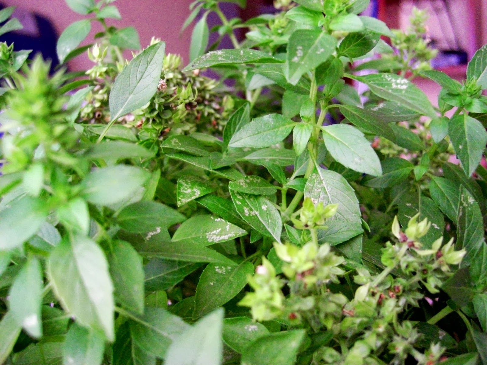 Asociación Xalapa Antiguo documentará los huertos urbanos en siglo XX