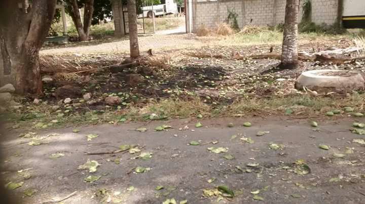 Ráfagas de viento afectan seriamente cosecha de mango en Actopan