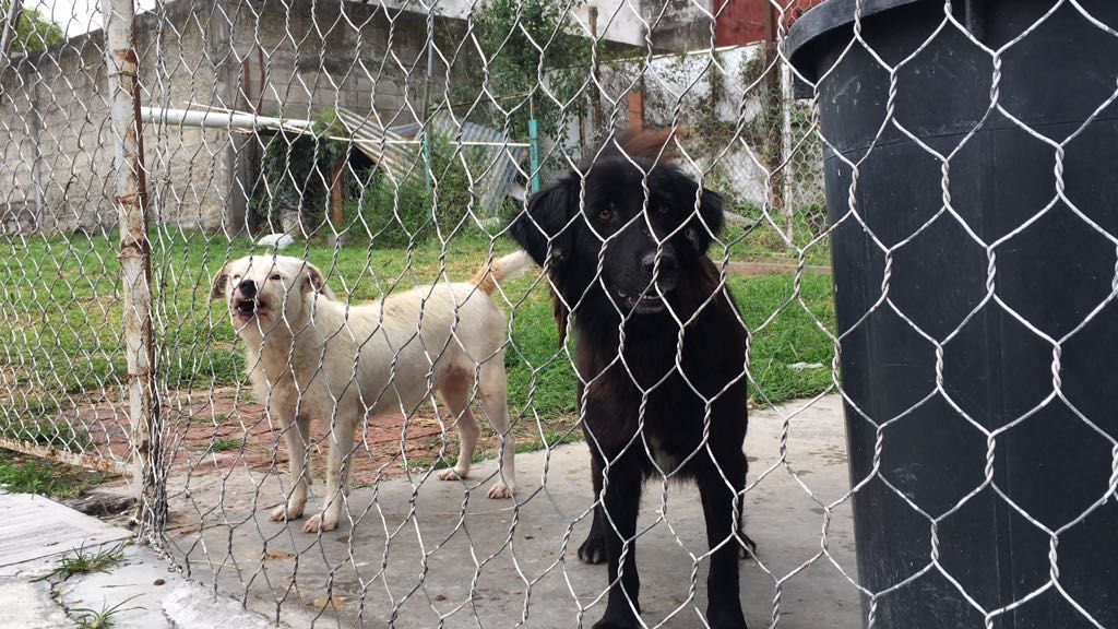 Mascotas disponibles para adoptar en Centro de Bienestar Animal de Córdoba