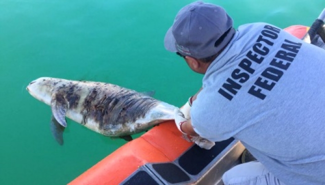 Alistan expedición por Golfo de California para promover cuidado de vaquita marina